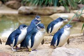 Blue Penguins in New Zealand