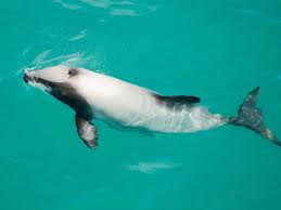 Hector's dolphins in New Zealand