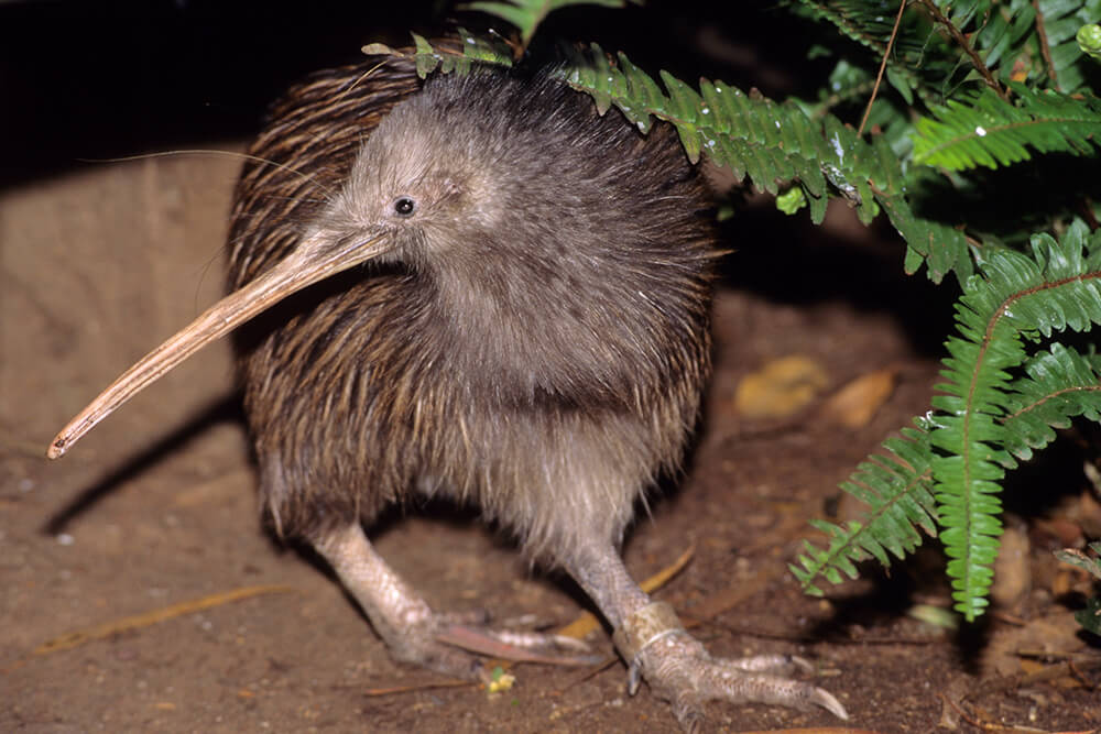 Kiwi bird