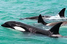 Orca in New Zealand